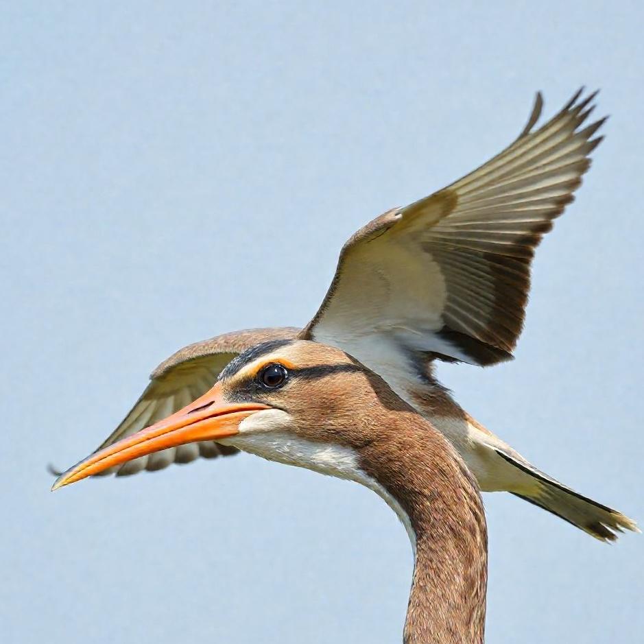 Dream : A bird landing on your head 