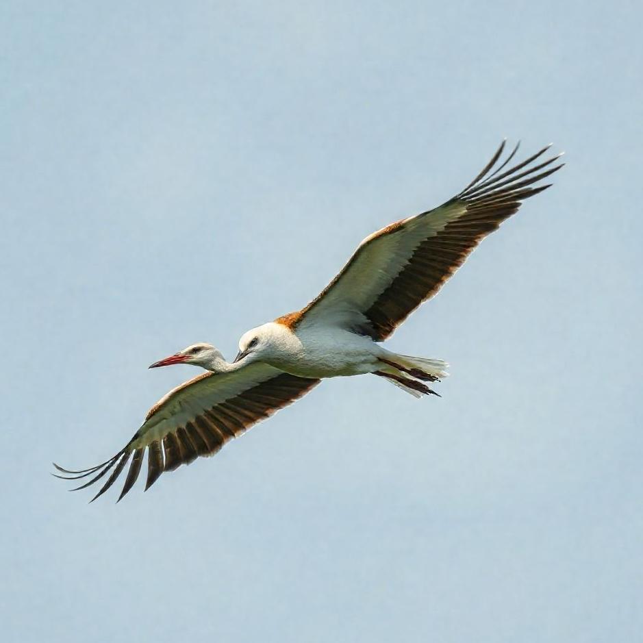 Dream : A migratory bird in a dream