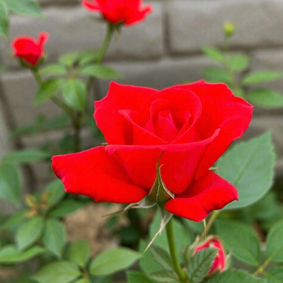 Dream : A vivid red rose 