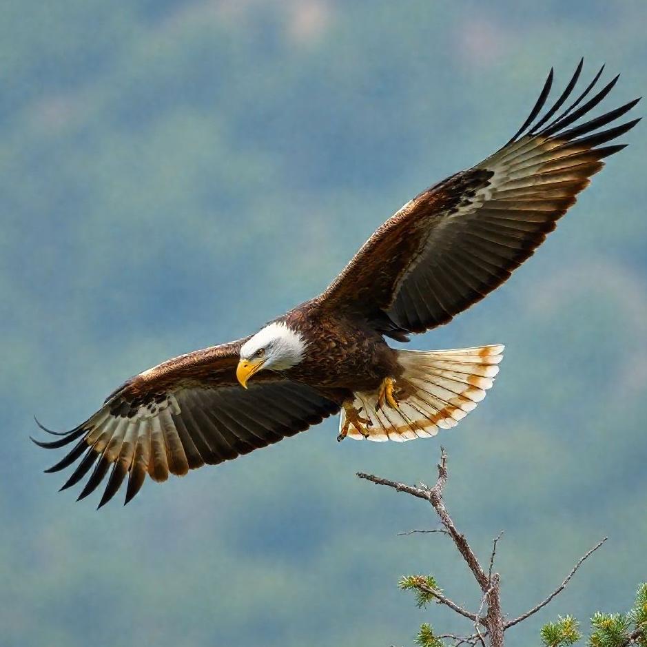 Dream : An eagle landing on your head 