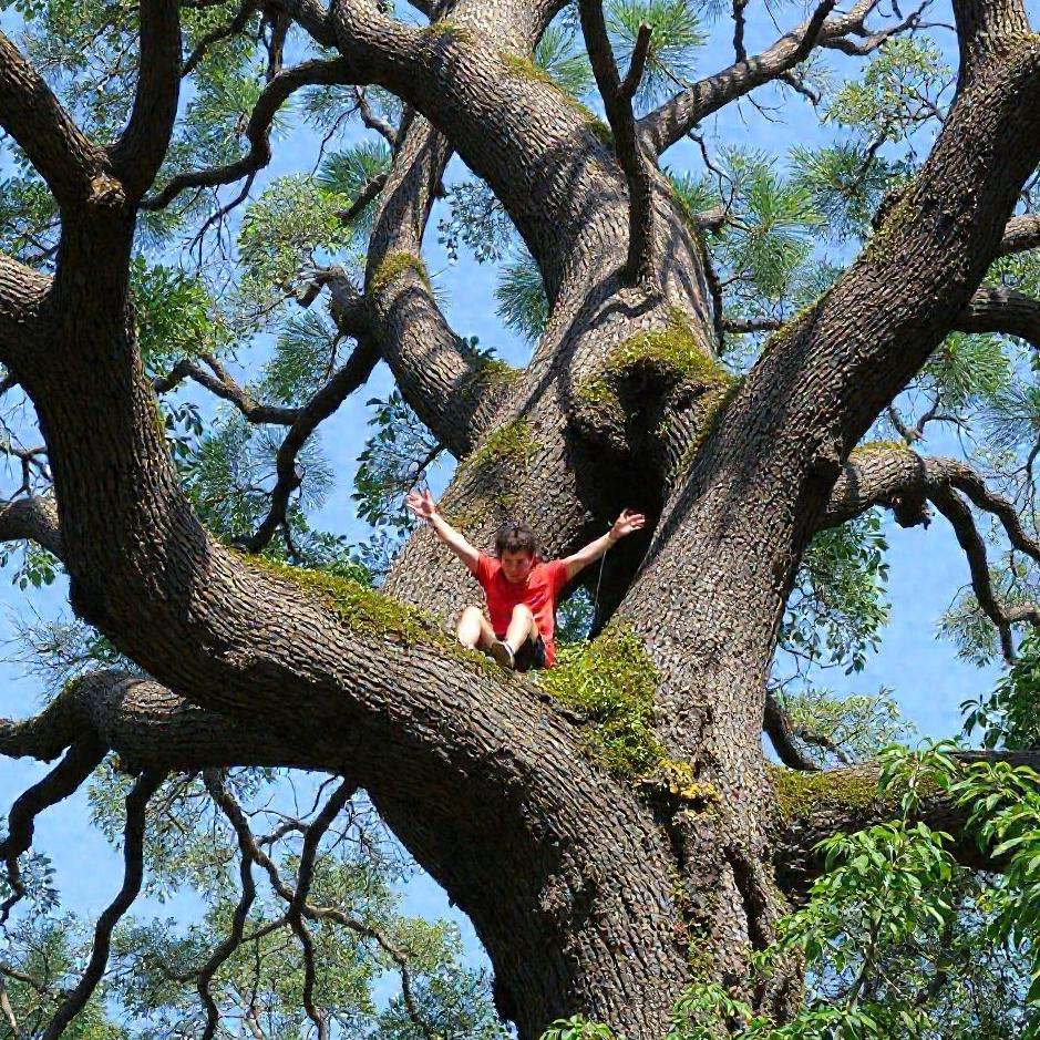Dream : Being trapped in a tree 