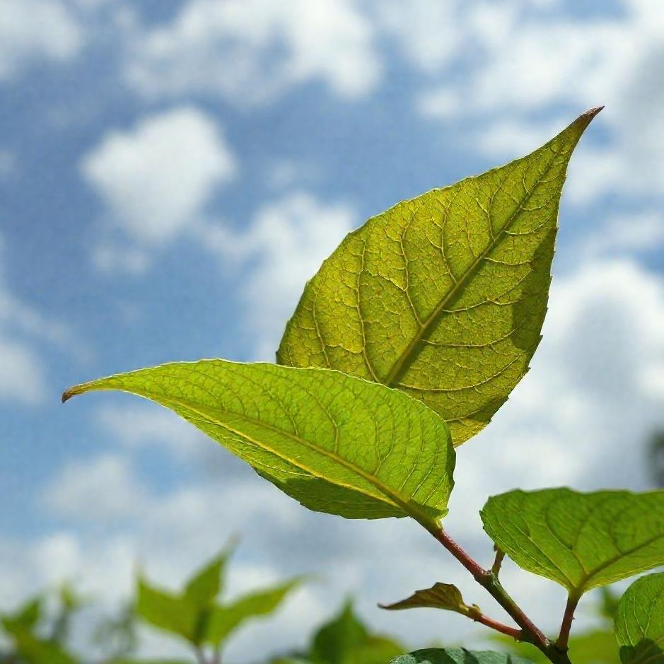 Dream Dictionary : Fight the leaf over the dream