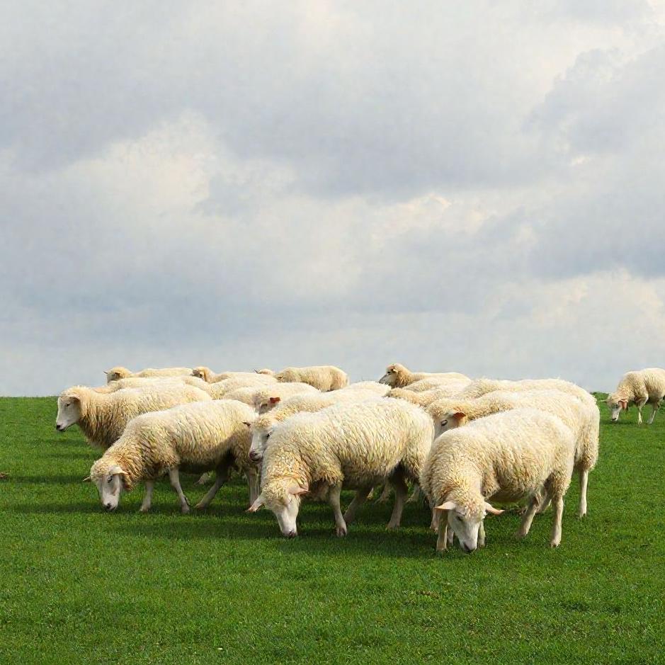 Dream : Grazing a flock of sheep in a dream