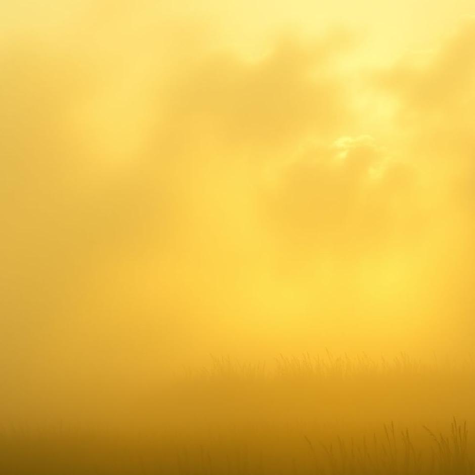 Dream Dictionary : Mustard yellow in a dream