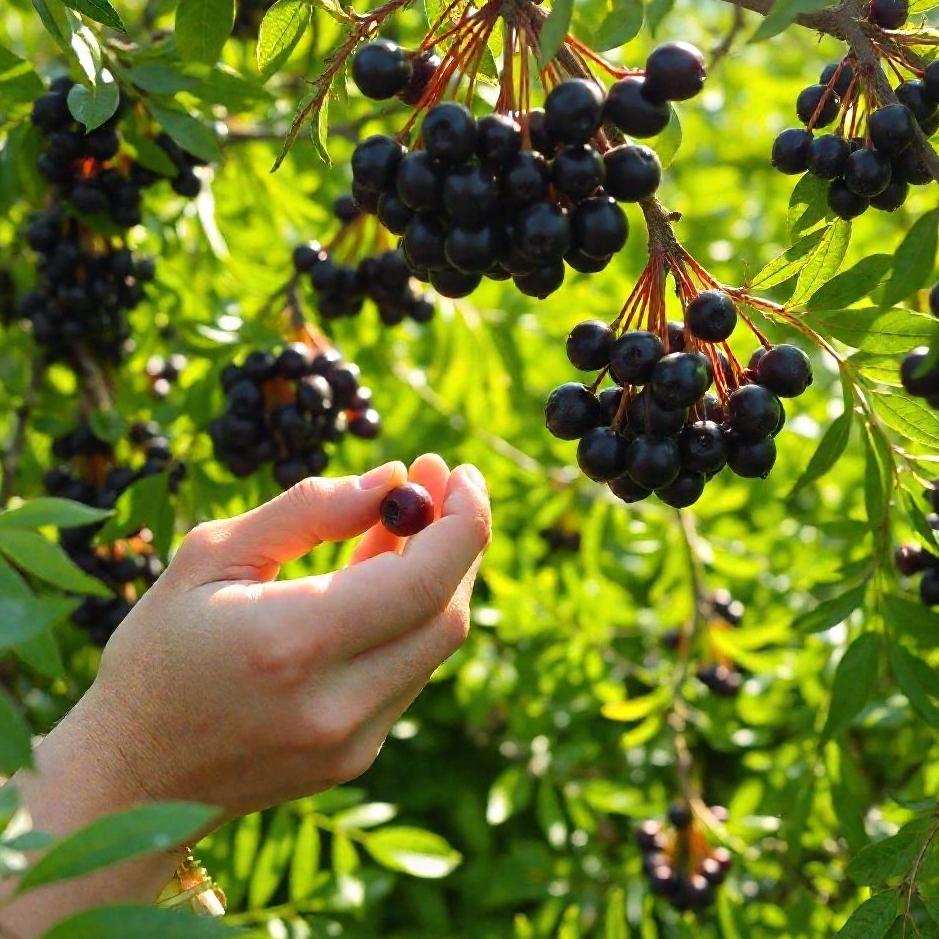 Dream : Picking and eating oleaster